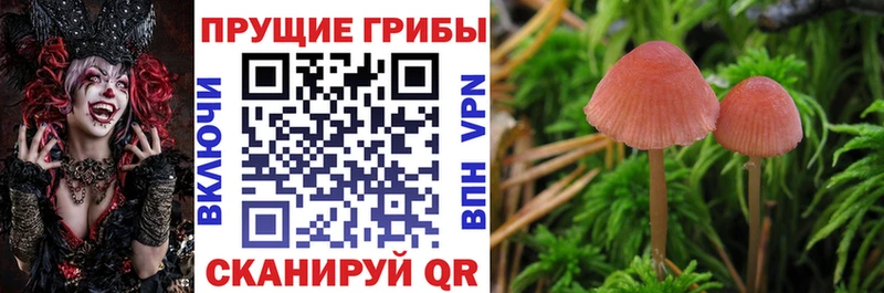 Псилоцибиновые грибы MAGIC MUSHROOMS  Хилок 